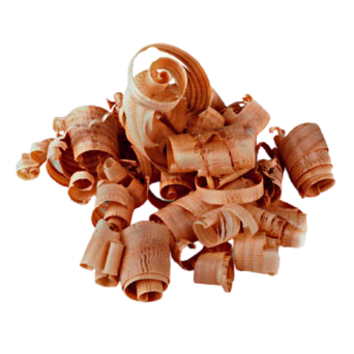 Arborvitae (Thuja plicata)