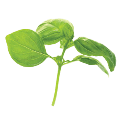 Basil (Ocimum basilicum)