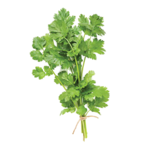 Cilantro (Coriandrum sativum)