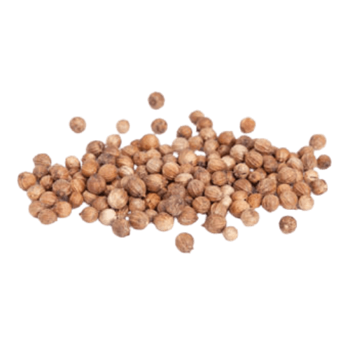 Coriander (Coriandrum sativum)