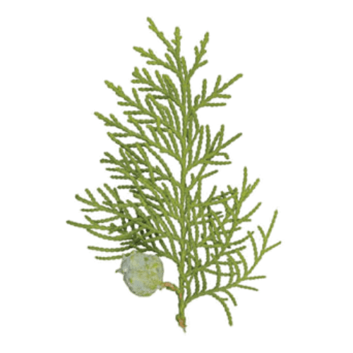 Cypress (Cupressus sempervirens)