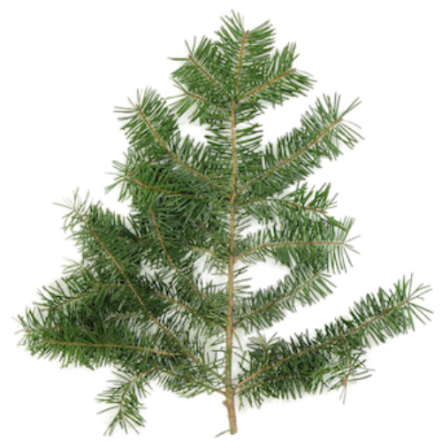 Douglas Fir (Pseudotsuga menziesii)