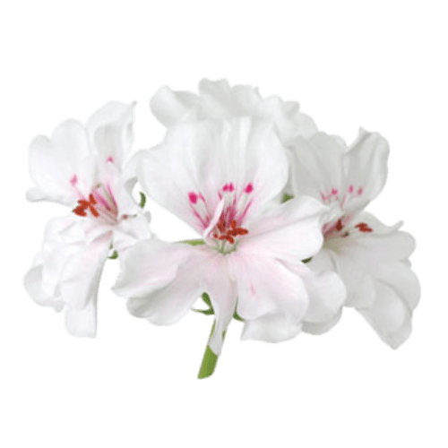 Geranium (Pelargonium graveolens)