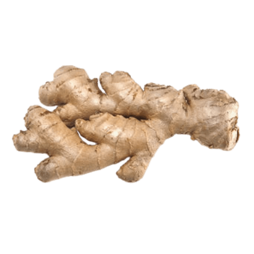 Ginger (Zingiber officinale)
