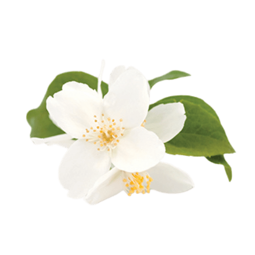 Jasmine (Jasminum grandiflorum)