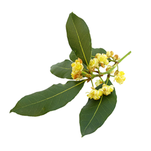 Laurel Leaf (Laurus nobilis)