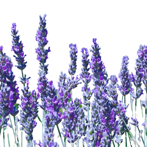 Lavandin (Lavandula x intermedia)