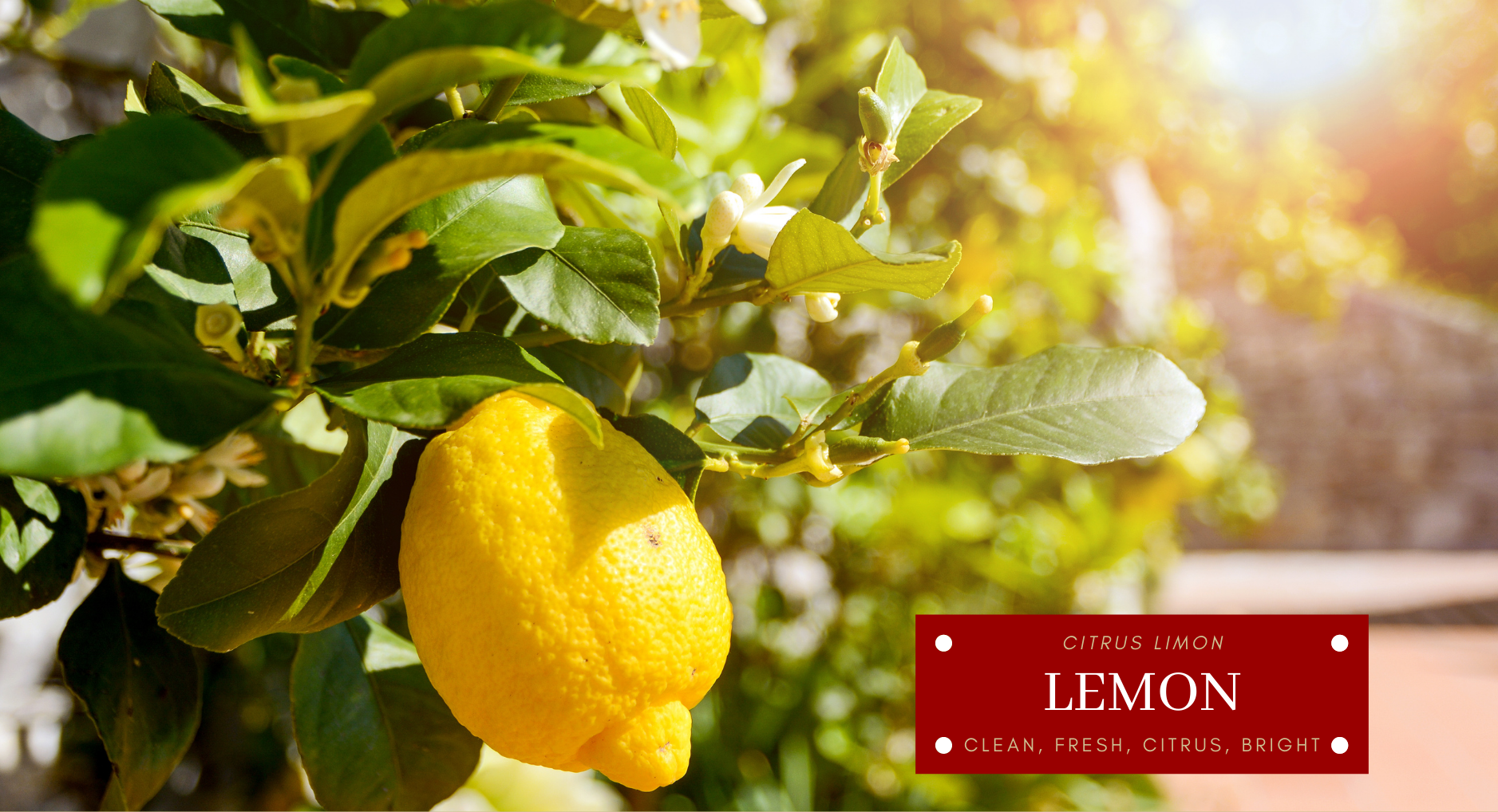 DB40. Lemon Overview