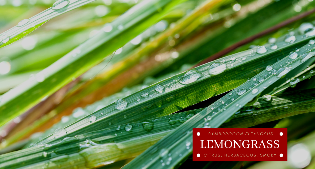 DB41. Lemongrass Overview