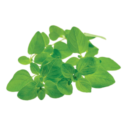 Marjoram (Origanum majorana)