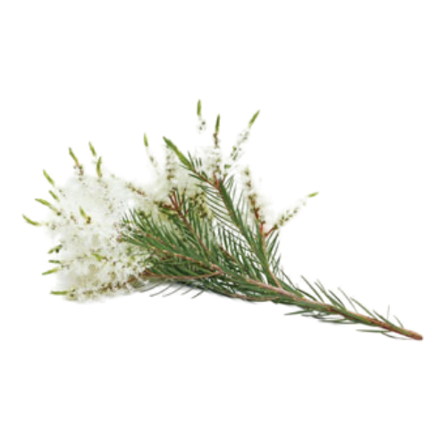 Melaleuca (Melaleuca alternifolia)