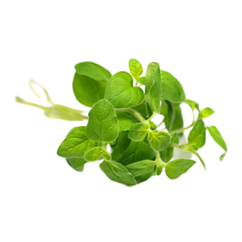 Oregano (Origanum vulgare)