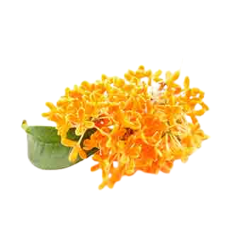 Osmanthus (Osmanthus fragrans)