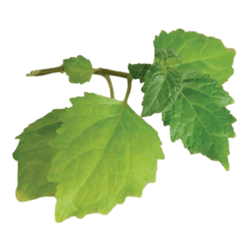 Patchouli (Pogostemon cablin)