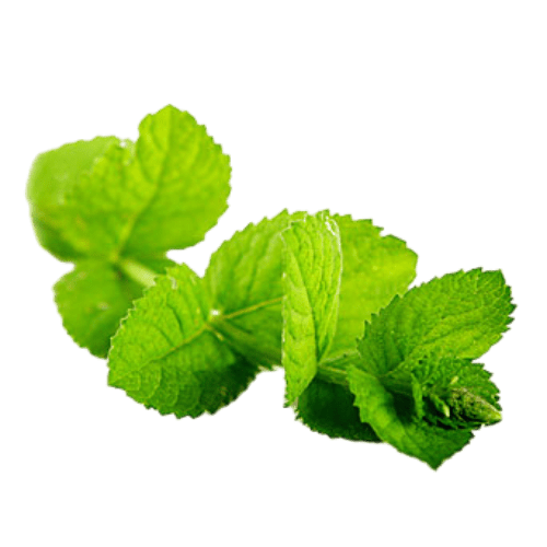 Peppermint (Mentha piperita)