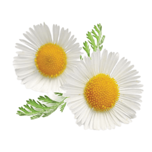 Roman Chamomile (Anthemis nobilis)