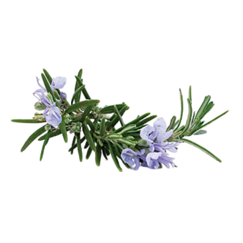 Rosemary (Rosmarinus officinalis)