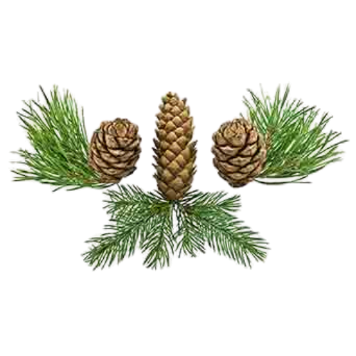 Siberian Fir (Abies sibirica)