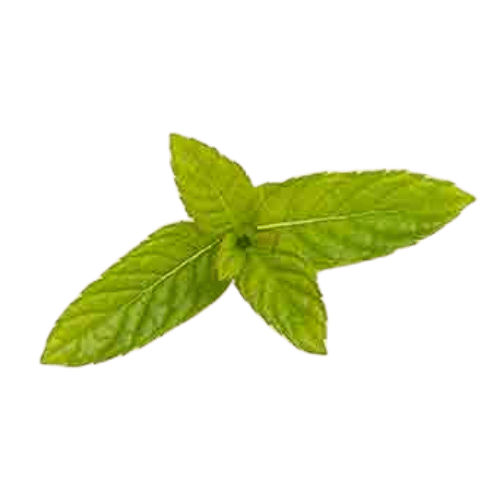 Spearmint (Mentha spicata)