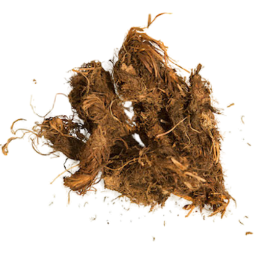 Spikenard (Nardostachys jatamansi)