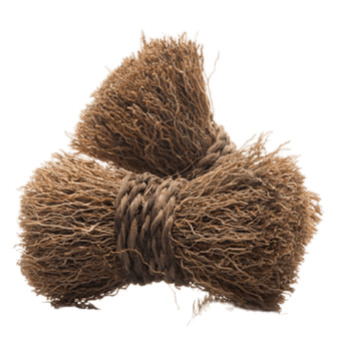 Vetiver (Vetiveria zizanioides)