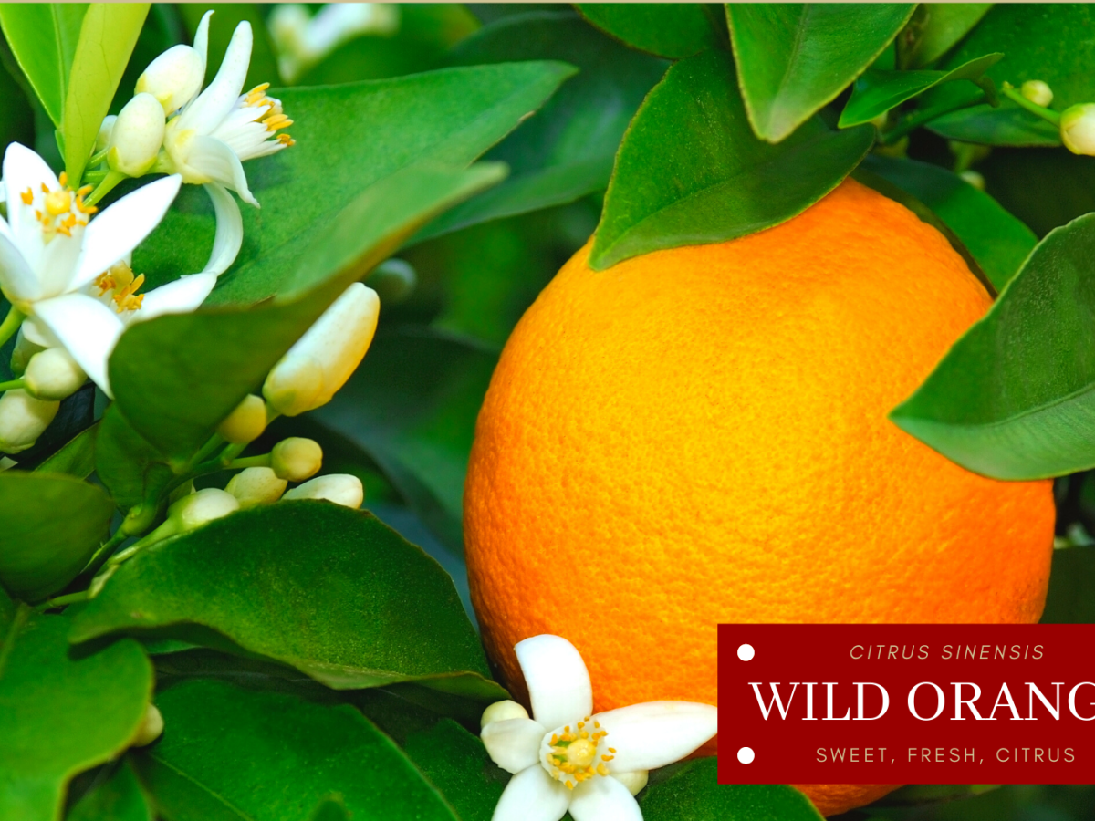 DB49. Wild Orange&nbsp;Overview