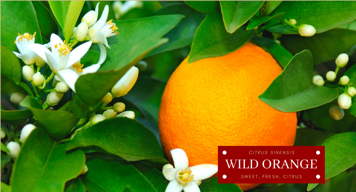 DB49. Wild Orange&nbsp;Overview