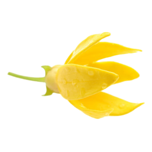 Ylang Ylang (Cananga odorata)